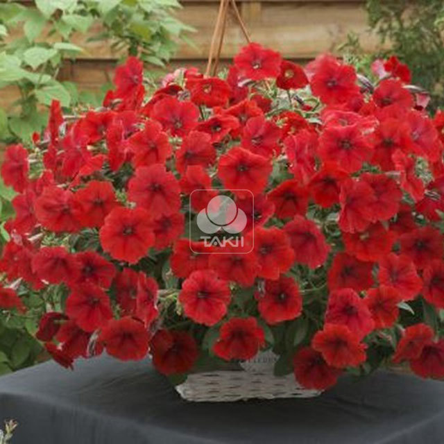 Petunia Opera Supreme F1 Red Yellow Leaves
