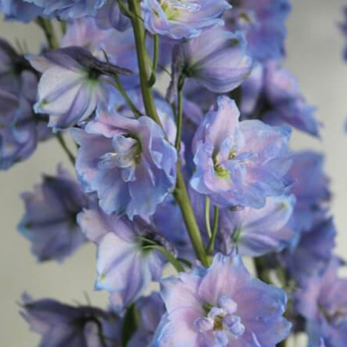 Delphinium Blue Power