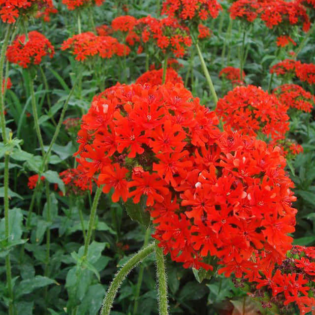 Lychnis flos-cuculi