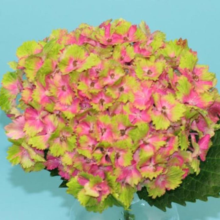 Hydrangea macrophylla Magical Spotlight Sticky Leaves