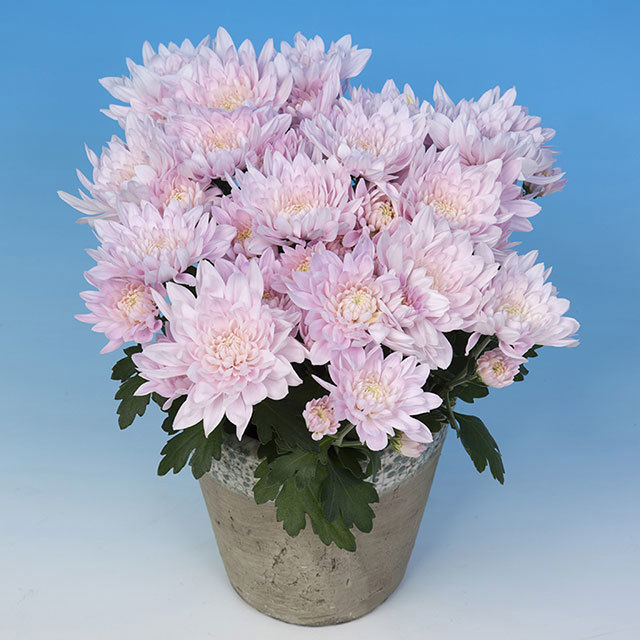 Chrysanthemum Derlei Pink Fine Webbing
