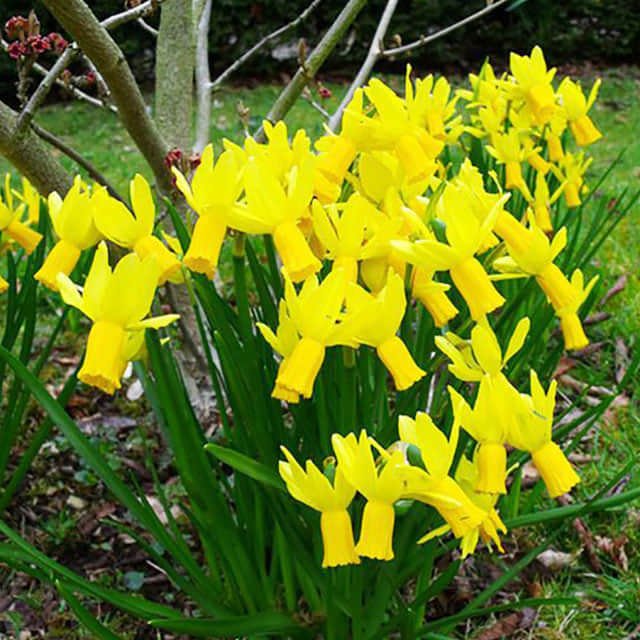Narcissus cyclamineus