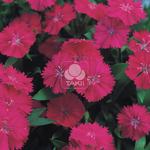 Dianthus Telstar Purple