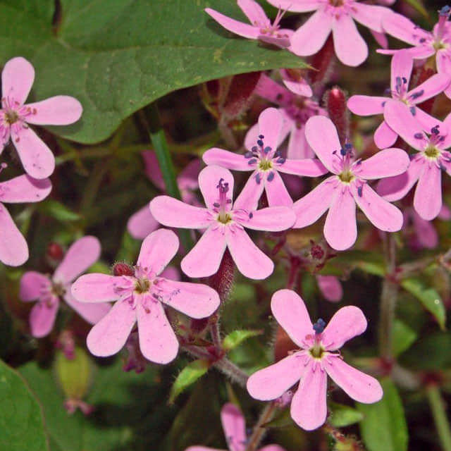 Saponaria ocymoides