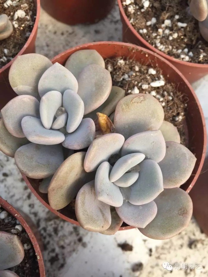 Echeveria Roma Fine Webbing