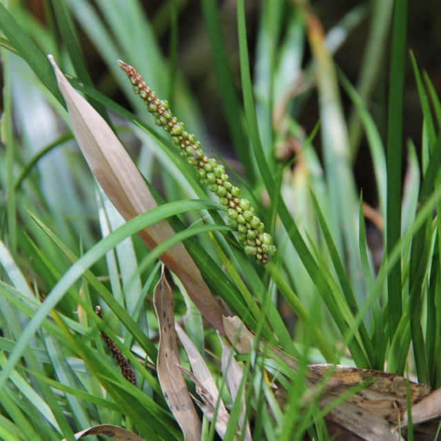 Acorus gramineus