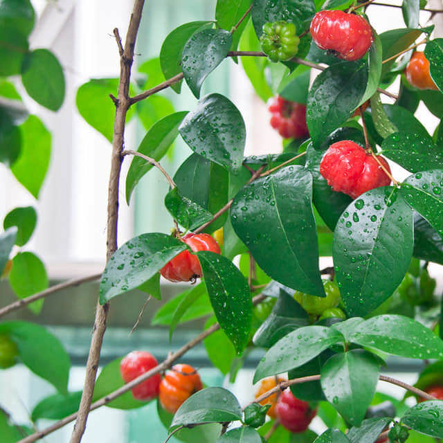 Eugenia uniflora