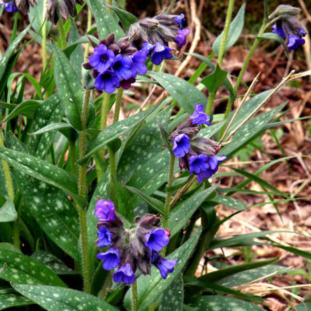 Pulmonaria longifolia