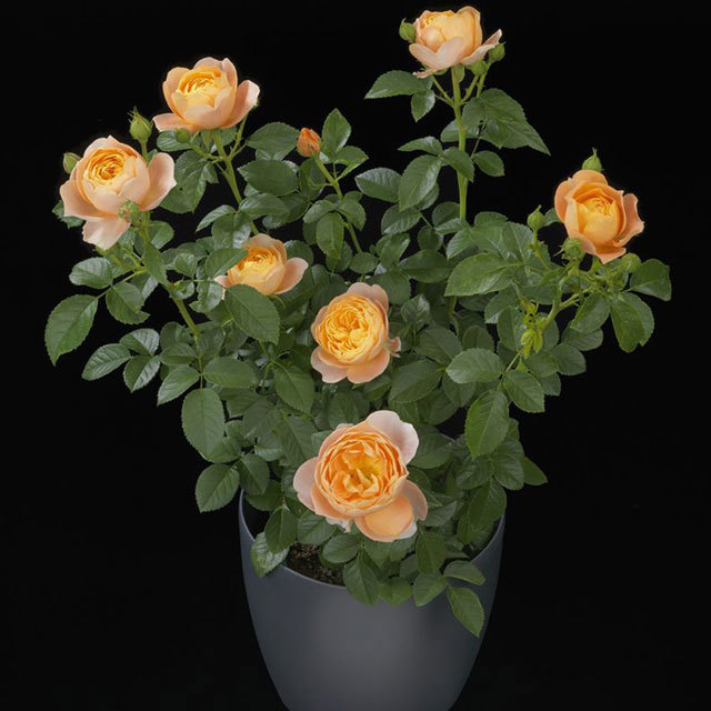 Mini Rose Rosa Terrazza Juicy Fine Webbing