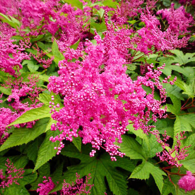 Filipendula purpurea