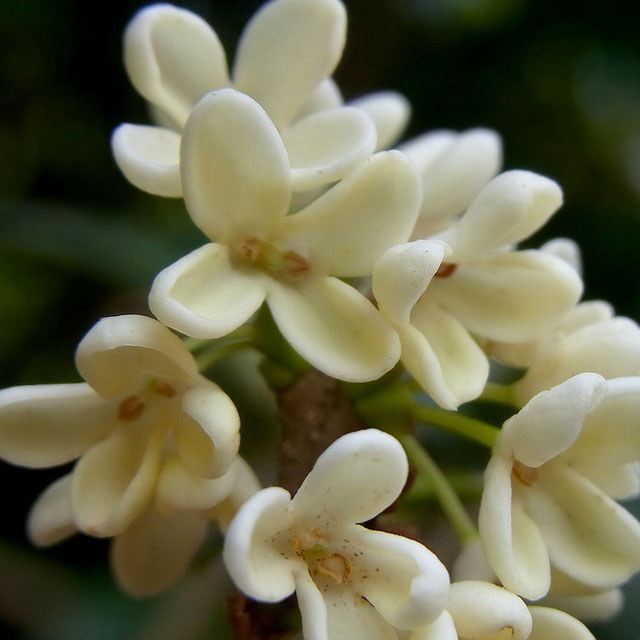 Osmanthus fragrans latifolius