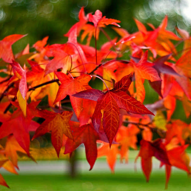 Liquidambar Styraciflua