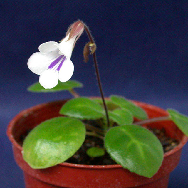 Chirita tamiana