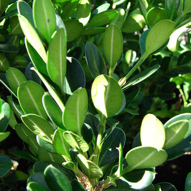 Buxus microphylla japonica