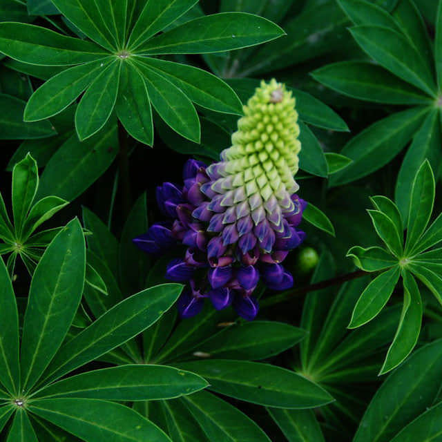 Lupinus polyphyllus