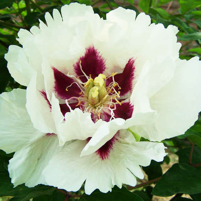 Paeonia rockii
