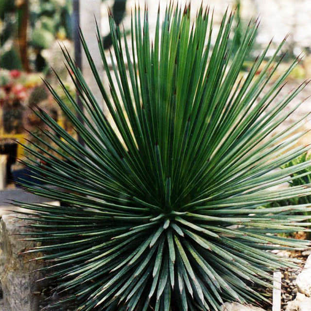 Agave stricta