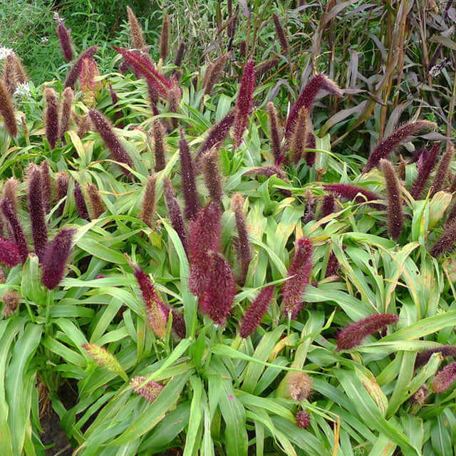Pennisetum glaucum