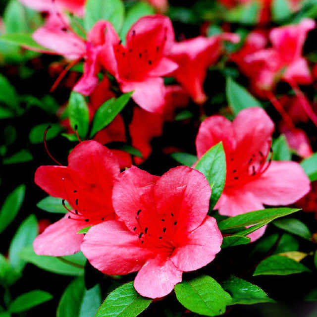 Rhododendron satsuki Sticky Leaves