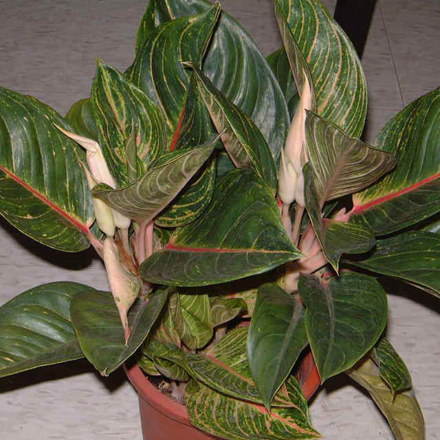 Aglaonema