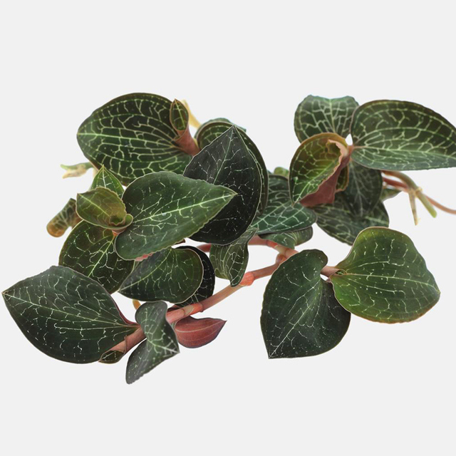 Anoectochilus roxburghii