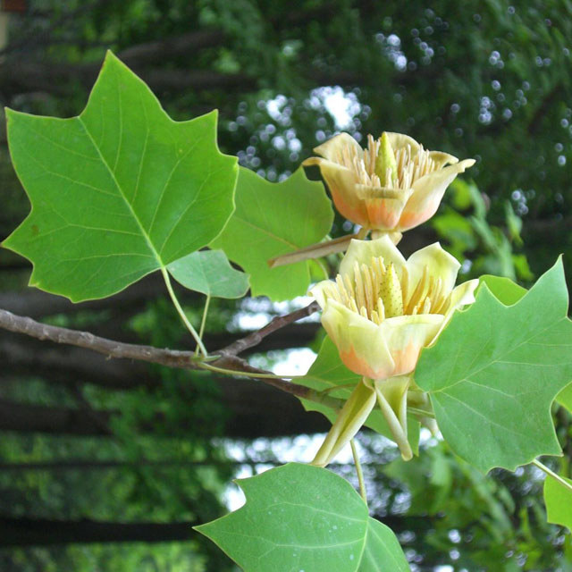 Liriodendron chinense