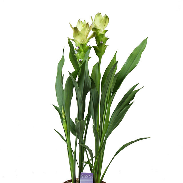 Curcuma Siam Sitrone