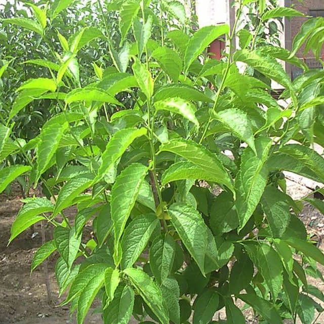 Eucommia ulmoides