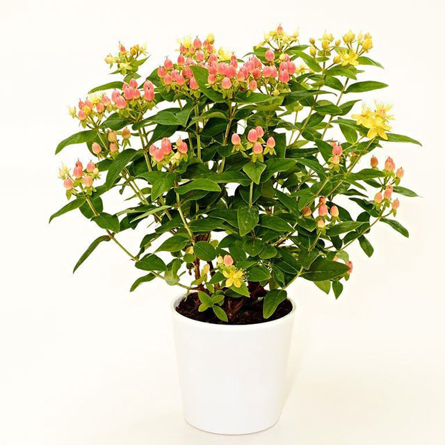 Hypericum Romance Pearl