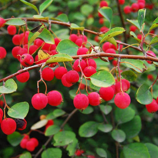 Cotoneaster