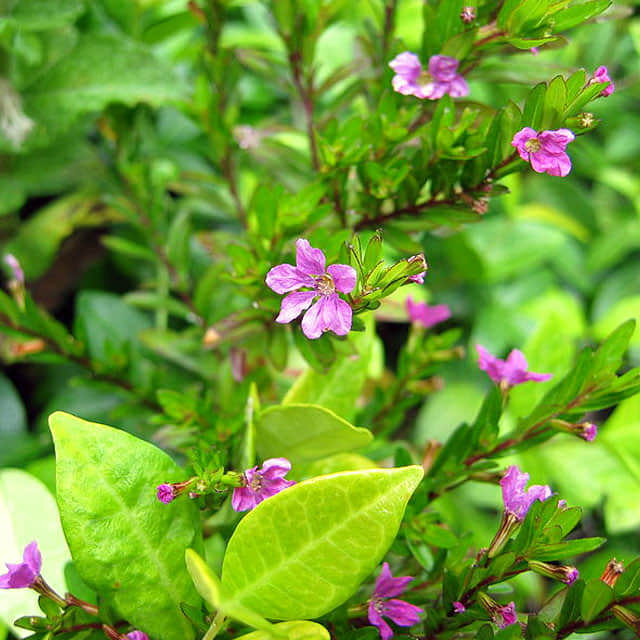 Cuphea hyssopifolia