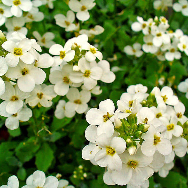 Arabis caucasica