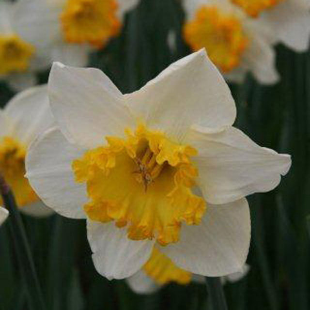 Narcissus Marjorie Hine