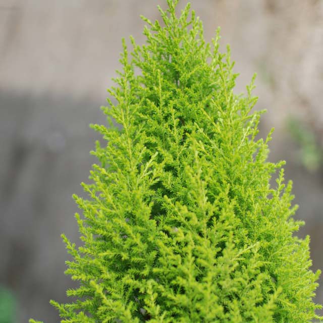 Cupressus macrocarpa Goldcrest