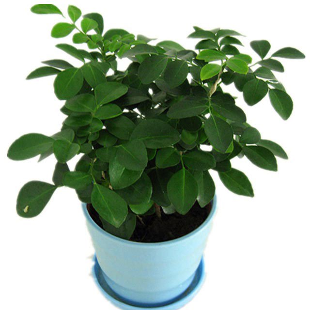 Murraya paniculata
