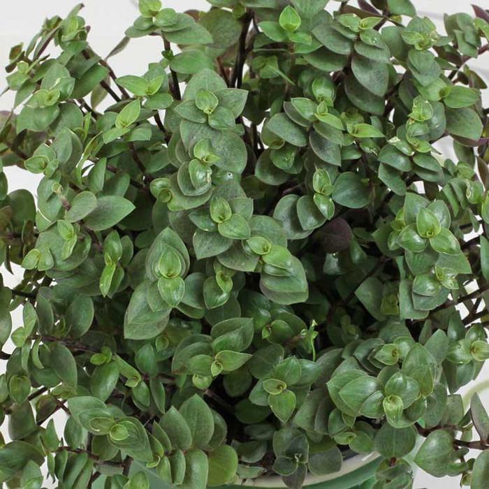 Callisia repens