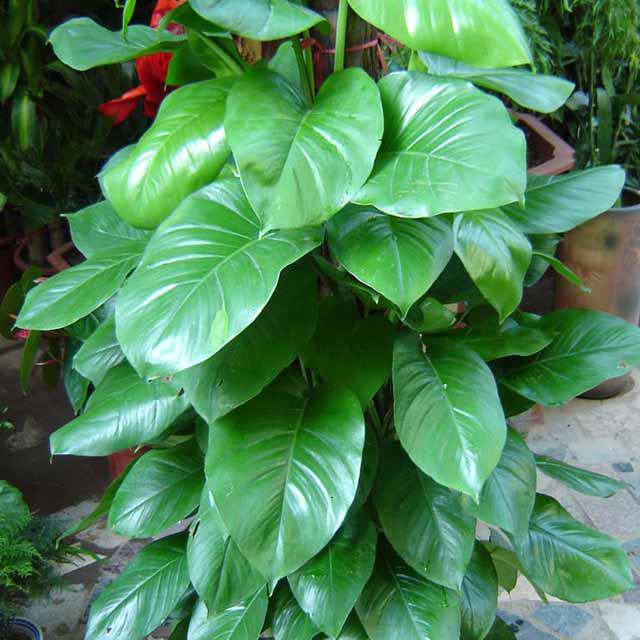 Epipremnum aureum Giant
