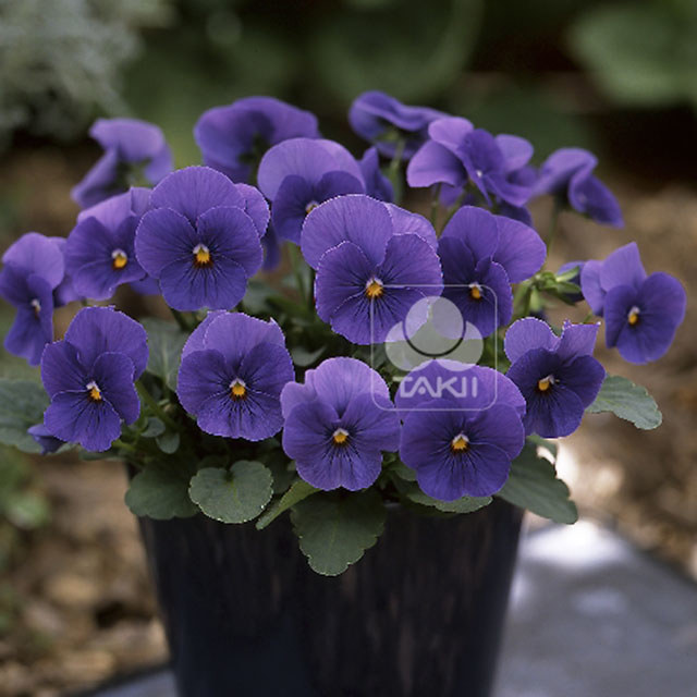 Viola Cornuta True Blue Ragnatele sottili