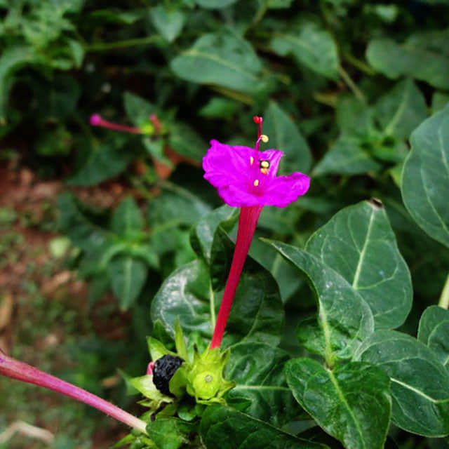 Mirabilis multiflora Mixed Colors