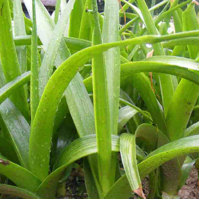 Ornithogalum saundersiae