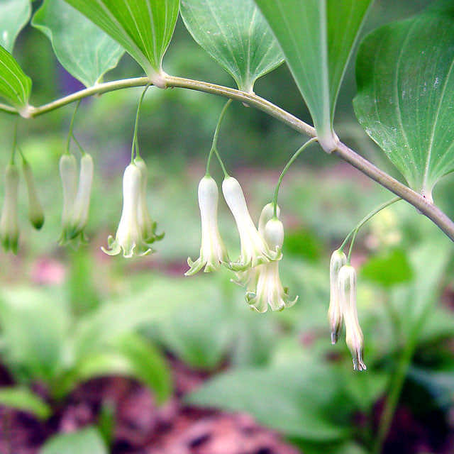 Polygonatum biflorum