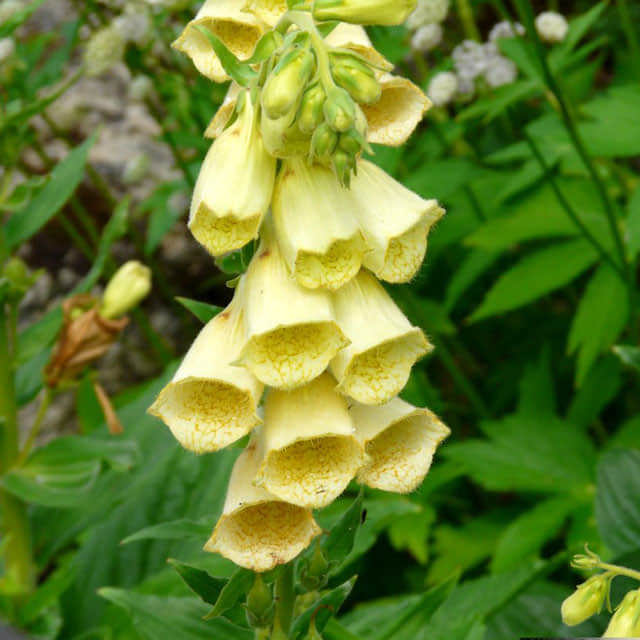 Digitalis grandiflora