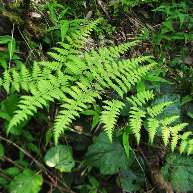 Parathelypteris glanduligera