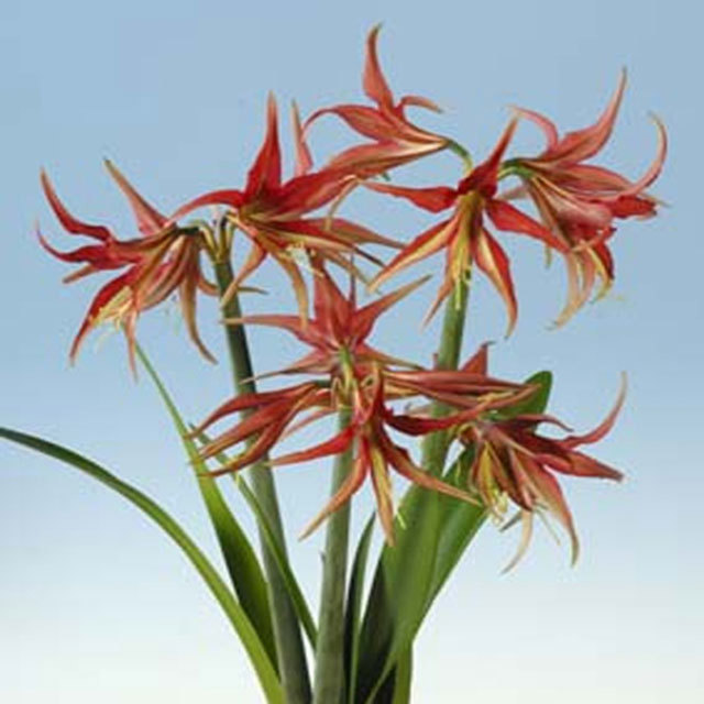 Amaryllis Cybister Tango