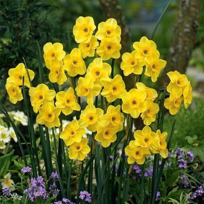 Narcissus Kokopelli