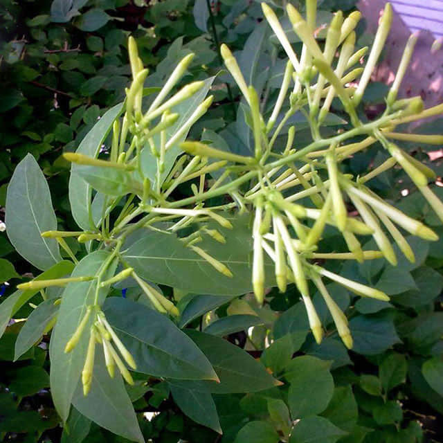 Cestrum nocturnum
