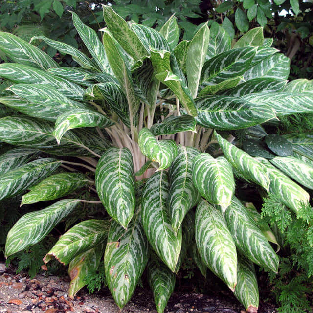 Aglaonema nitidum Silver King