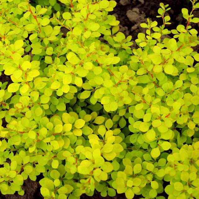 Berberis thunbergii Aurea