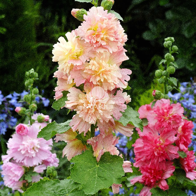 Alcea Apricot