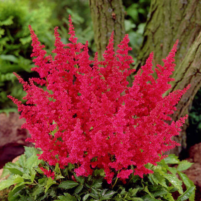 Astilbe japonica